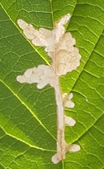 Cosmopterix zieglerella