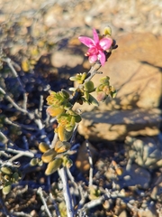 Krameria cistoidea