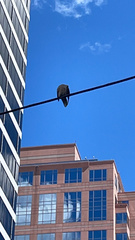 Streptopelia decaocto