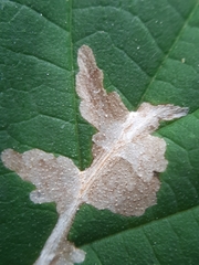 Cosmopterix zieglerella