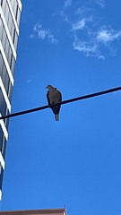 Streptopelia decaocto