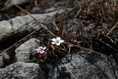 Oxalis stokoei