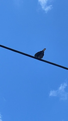 Streptopelia decaocto