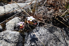 Oxalis stokoei