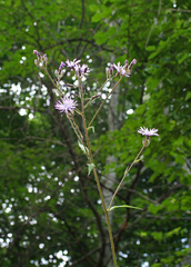 Cicerbita macrophylla