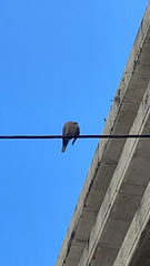 Streptopelia decaocto