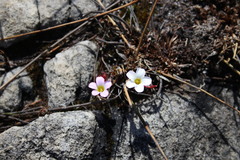 Oxalis stokoei