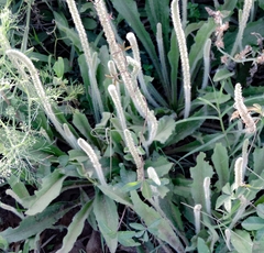 Plantago myosuros