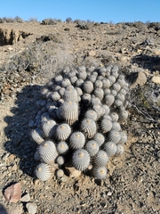 Copiapoa dealbata