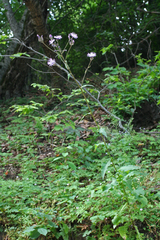 Cicerbita macrophylla