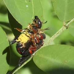 Loyolanthidium