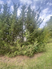 Juniperus virginiana