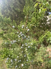 Juniperus virginiana