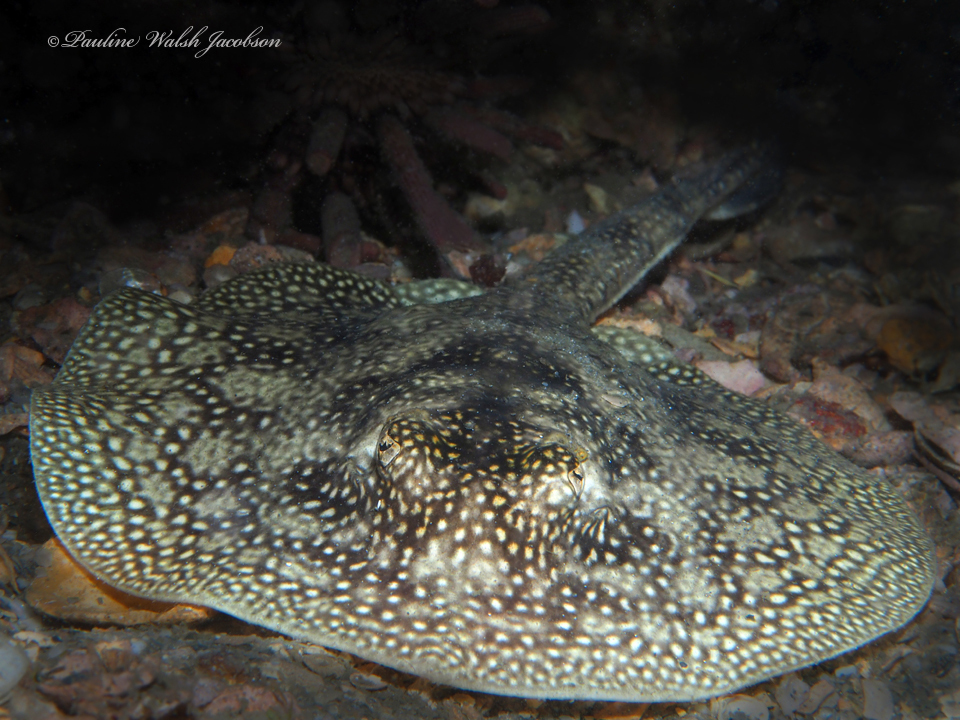 Yellow stingray resting on a dark reef floor, its round disc covered in pale spots