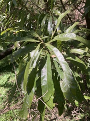 Pouteria gardneriana