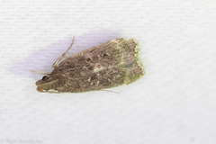 Helcystogramma melantherella