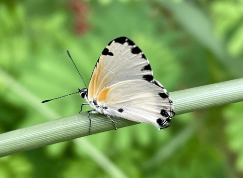 Pied Blue