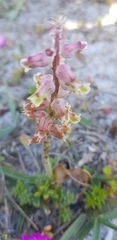 Lachenalia variegata