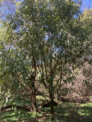 Pouteria gardneriana