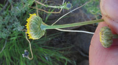 Pentzia