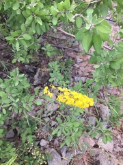 Echinopterys eglandulosa