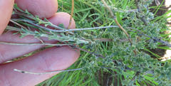 Pentzia