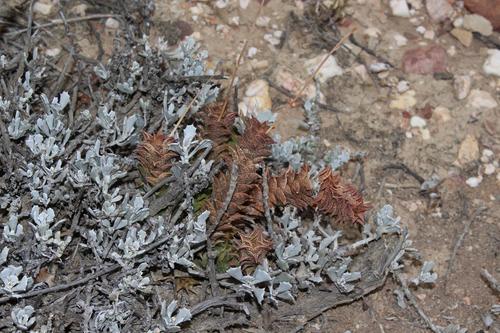 Astroloba corrugata