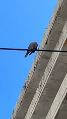Streptopelia decaocto