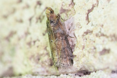 Sciota rubrisparsella