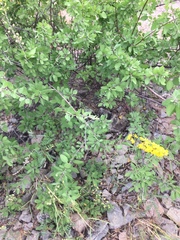 Echinopterys eglandulosa