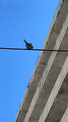 Streptopelia decaocto