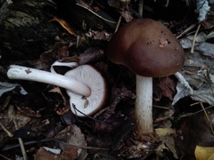 Pluteus