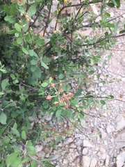 Echinopterys eglandulosa