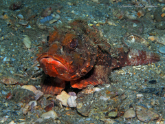 Barbfish photo 3