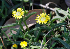 Delosperma leendertziae