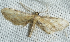 Idaea attenuaria