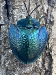 Cyrtonota