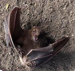 Rousettus aegyptiacus