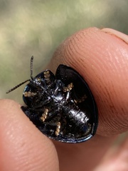 Cyrtonota