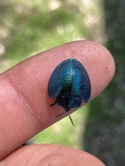 Cyrtonota