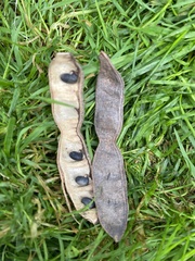 Robinia pseudoacacia