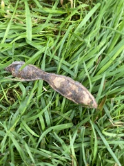 Robinia pseudoacacia