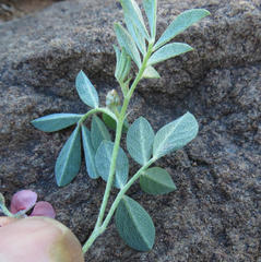 Indigofera alternans