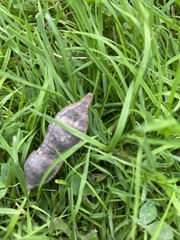 Robinia pseudoacacia