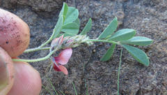 Indigofera alternans