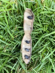 Robinia pseudoacacia