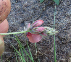 Indigofera alternans