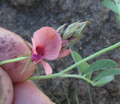 Indigofera alternans