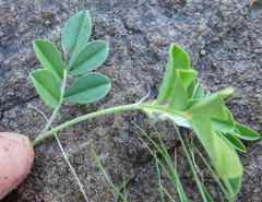 Indigofera alternans