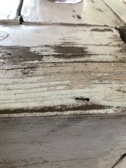 Synemosyna aurantiaca